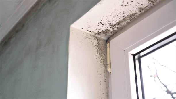 Best Forensic Mold Investigation  in Hermiston, OR